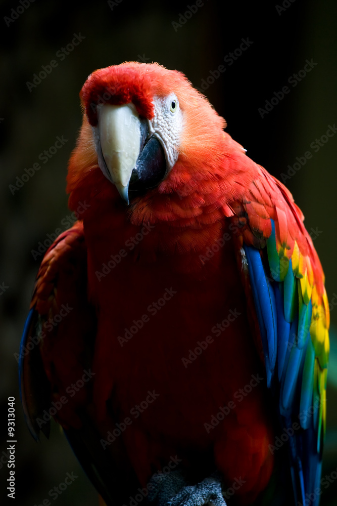 Obraz premium Scarlet Macaw Parrot