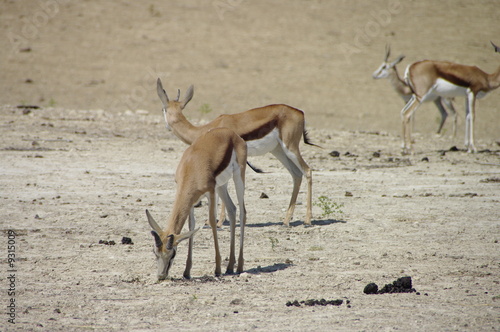 impala © berdoulat jerome