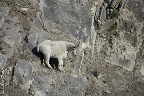 Billy Mountain Goat looking down, Jasper National Park