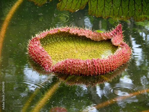 Nénuphar
