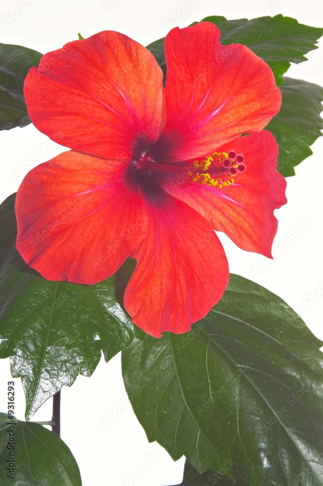 rose mallow close-up rose mallow close-up