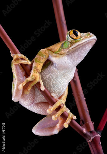 Tree frog looking up