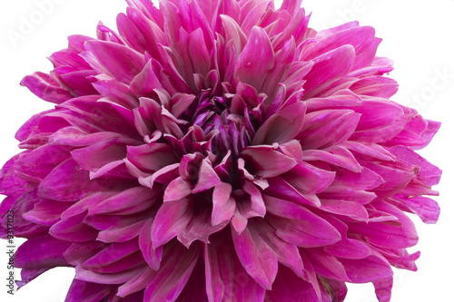 Closeup of a Purple Peony