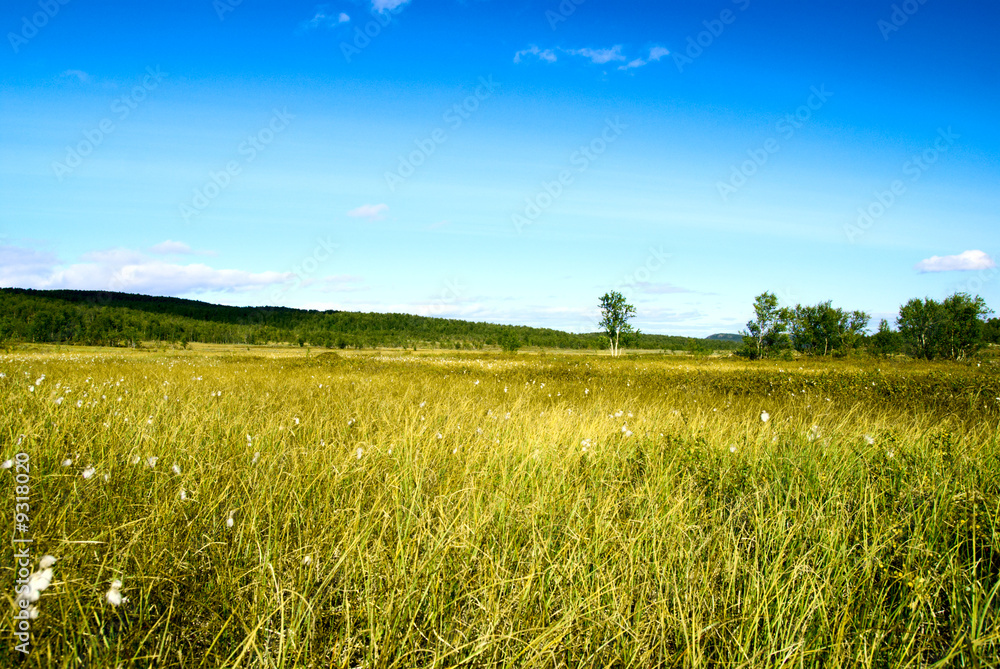 Obraz premium north mountain tundra and grass