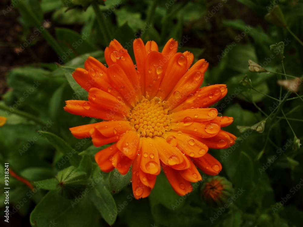 flower orange flower orange