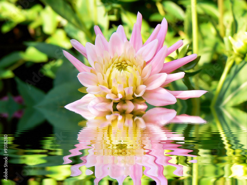 Reflet de dahlia