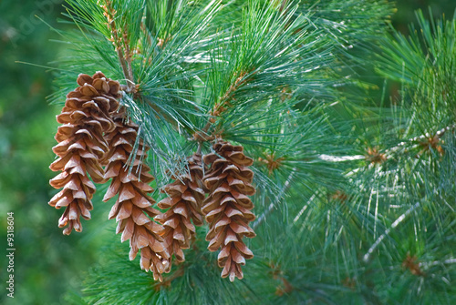 Pine cones hanging from a pine tree branch