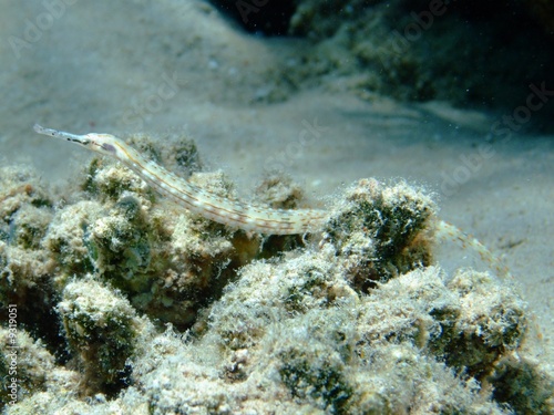 Schultz's pipefish (Corythoichthys schultzi) photo