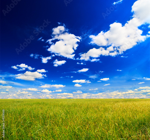 field of grass and perfect sky