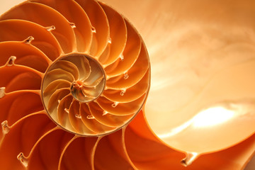 Split nautilus seashell showing inner float chambers