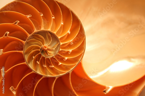 Fotografering Split nautilus seashell showing inner float chambers