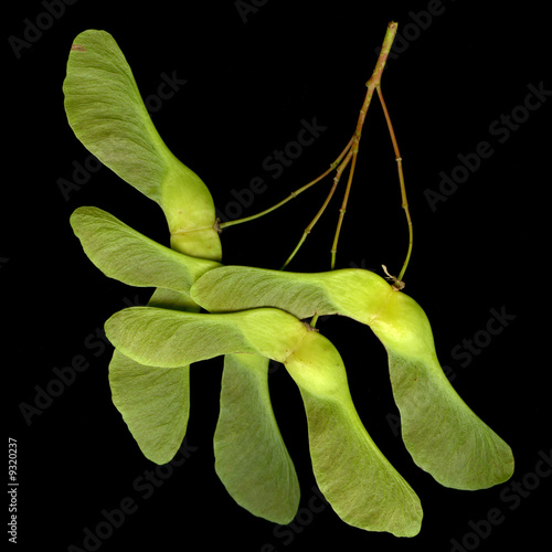 a bunch of green maple seeds on black background photo