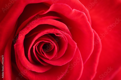 Macro shot of beautiful red valentine rose