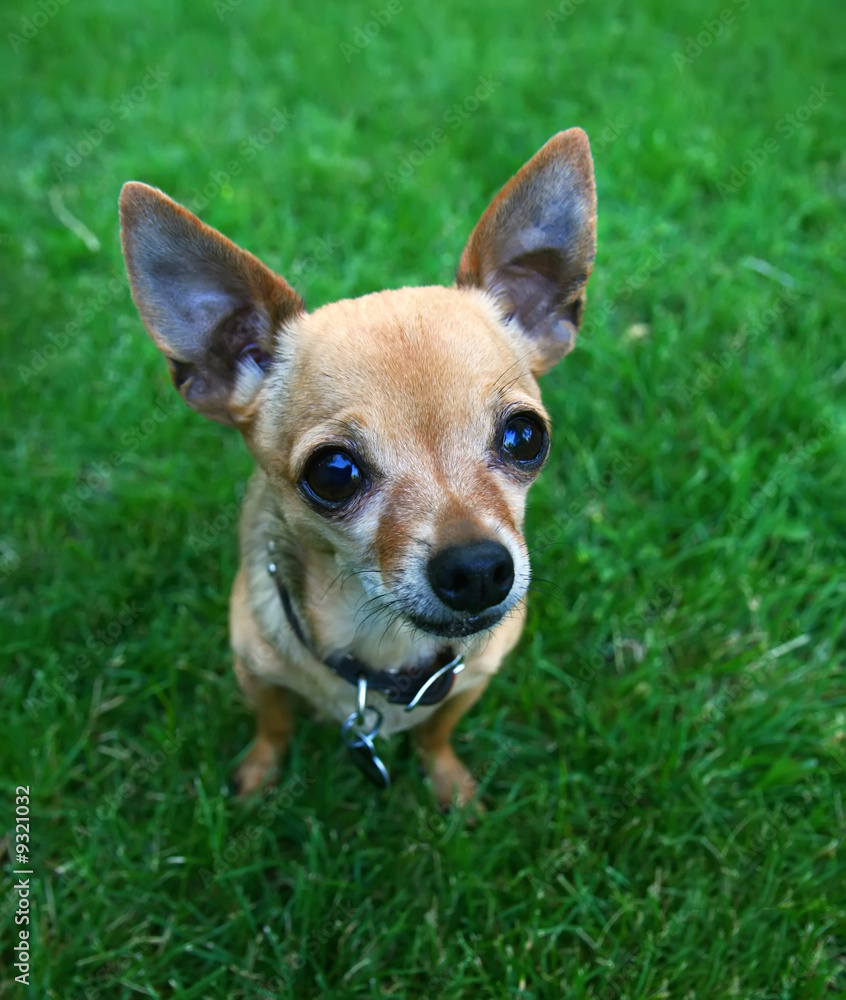 a cute tiny chihuahua in the grass a cute tiny chihuahua in the grass