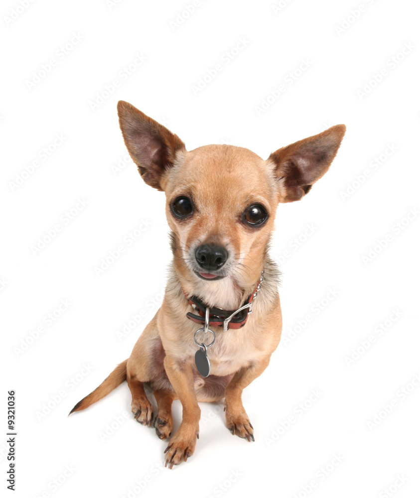 a tiny cute chihuahua on white background