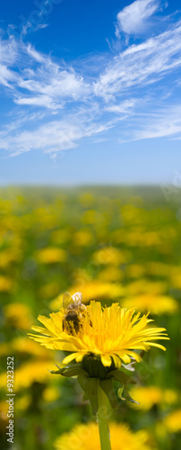 dandelion meadow under blue sky with clouds