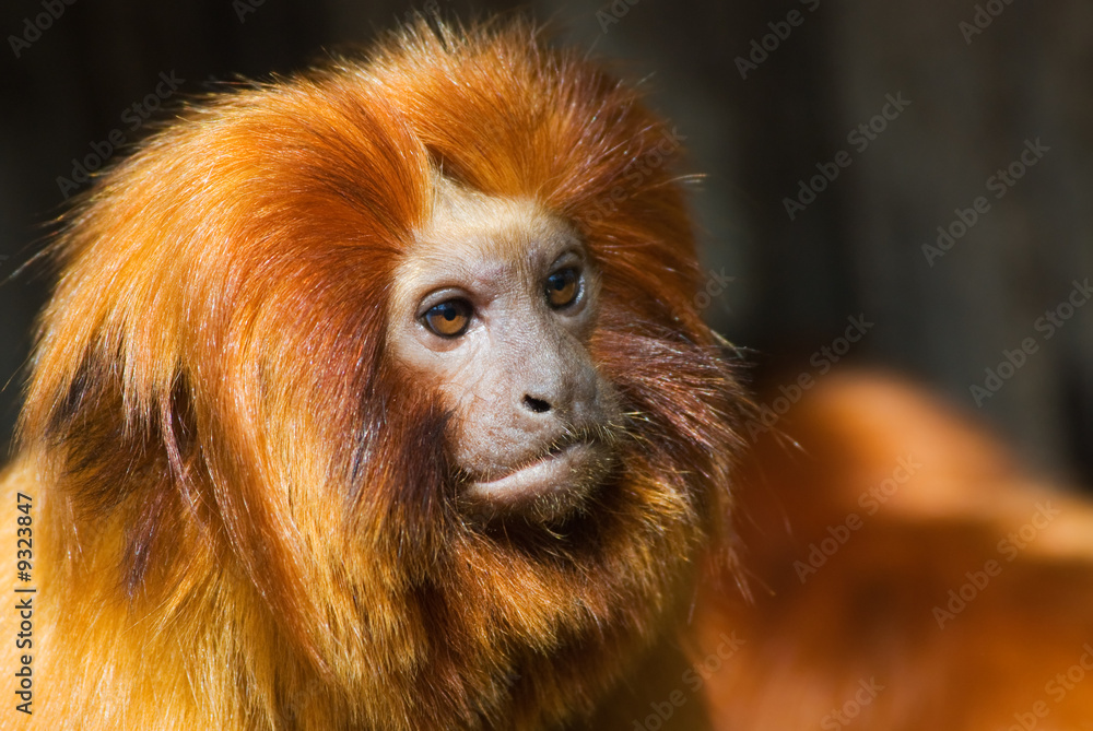 A golden lion tamarin (Leontopithecus rosalia) A golden lion tamarin (Leontopithecus rosalia)