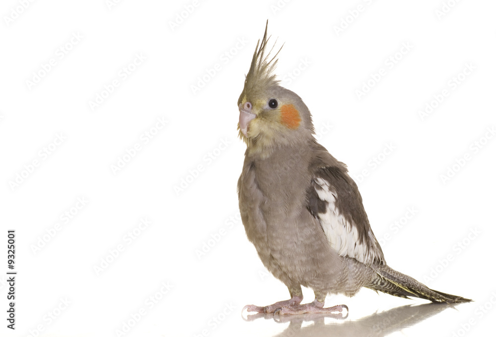 A closeup portrait of a cockatiel against a white background. Stock