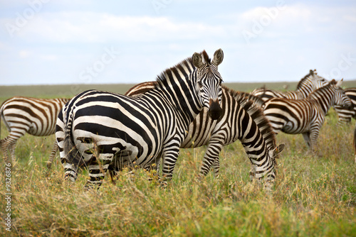 Zebra s portrait in Serengeti