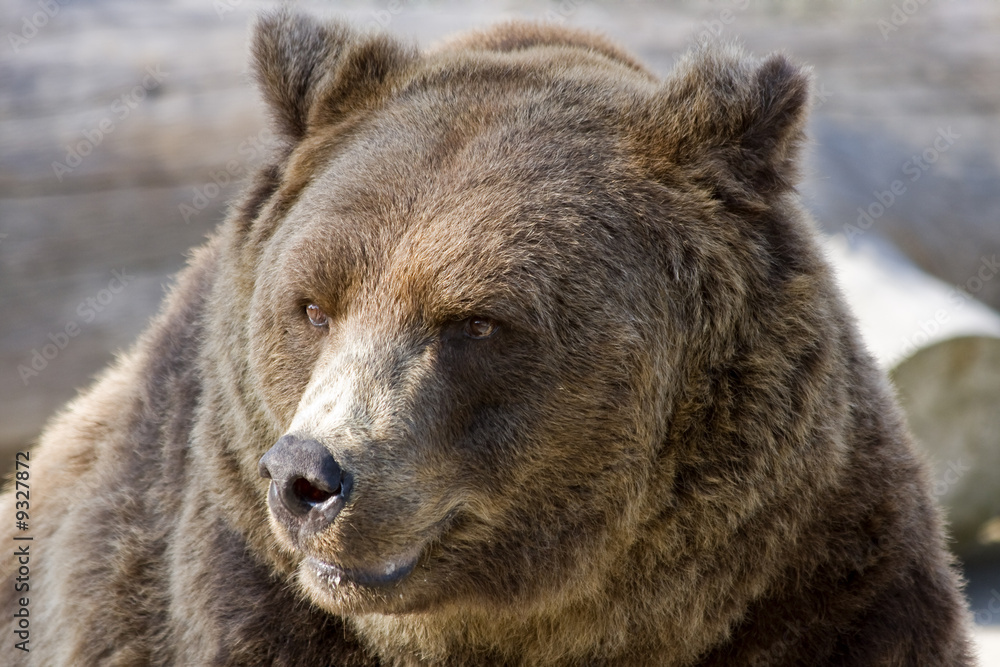 Close up of grizzly bear head whilst looking