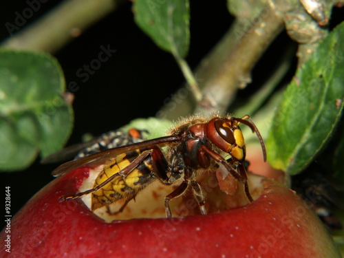 hornet eating an apple © Photographee.eu