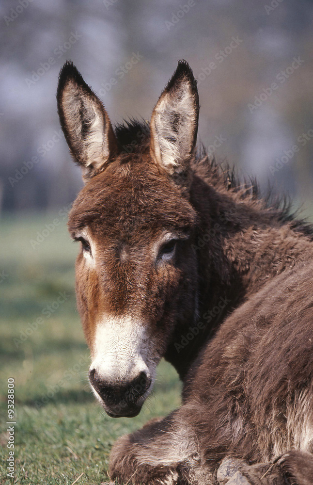 le regard de l'ane normand