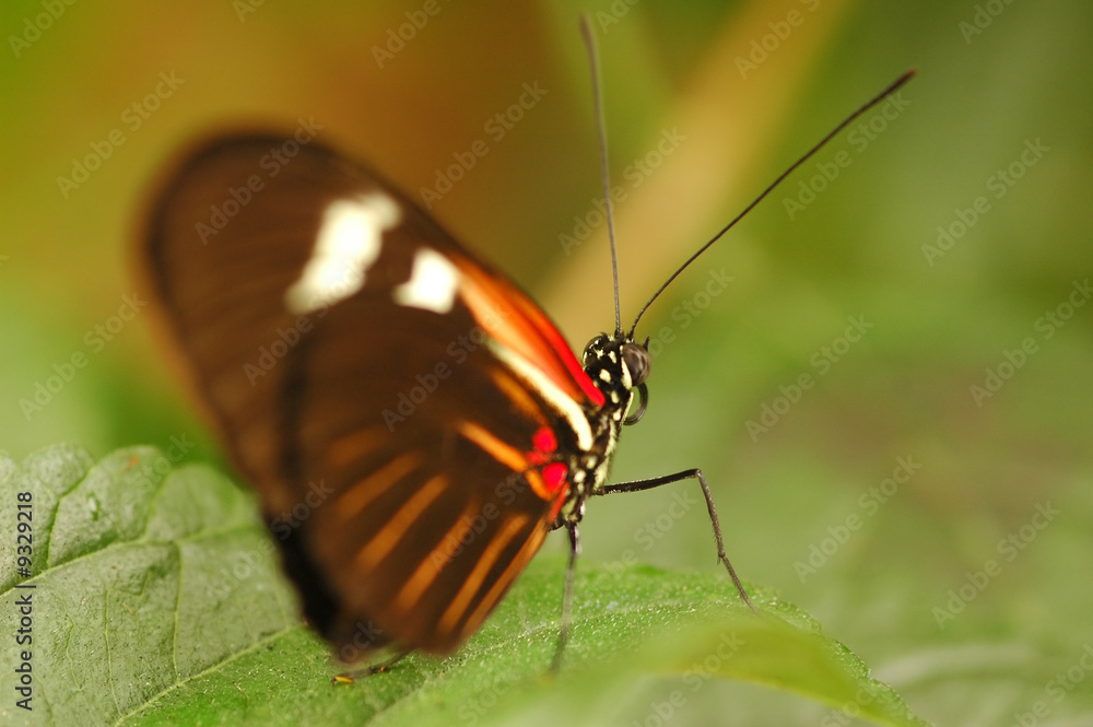 Obraz premium single butterfly at rest on vegetation