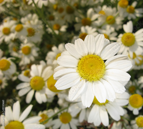 Dismissed flowers of field camomile, spring day