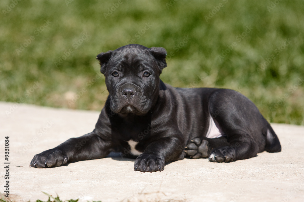 Fototapeta premium Cane Corso Italiano puppy