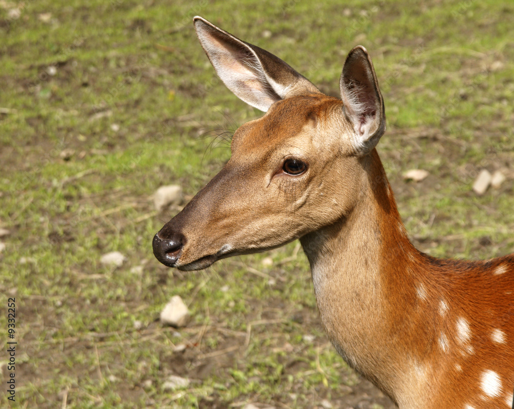 Portrait of the roe deer on nature