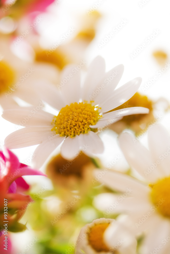 Obraz premium floral background with a romantic glow