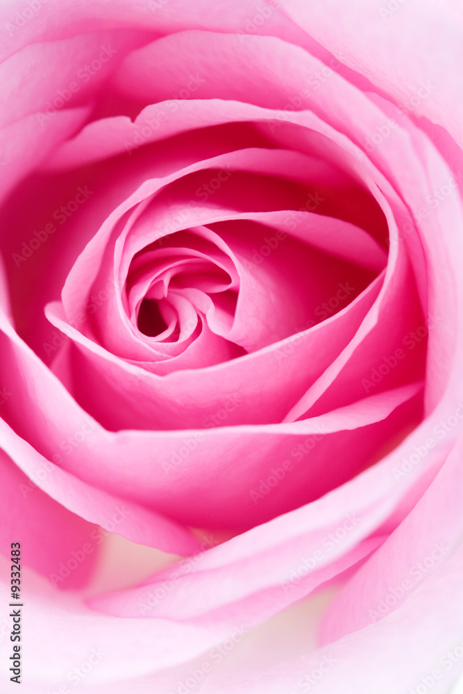 Macro shot of beautiful pink rose on white Macro shot of beautiful pink rose on white
