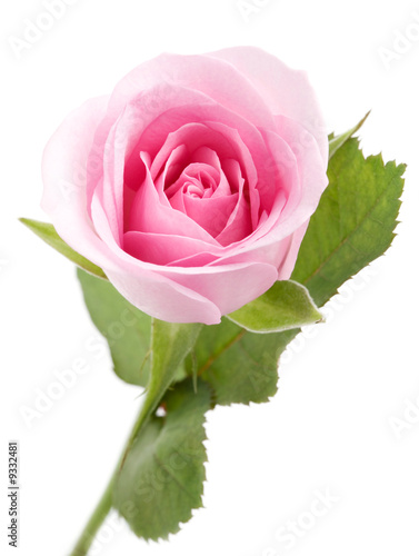 Macro shot of beautiful pink rose on white
