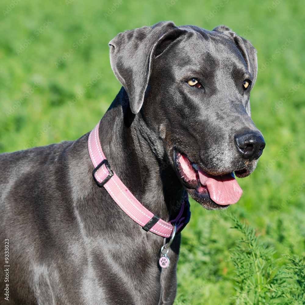 great dane dog in green field great dane dog in green field