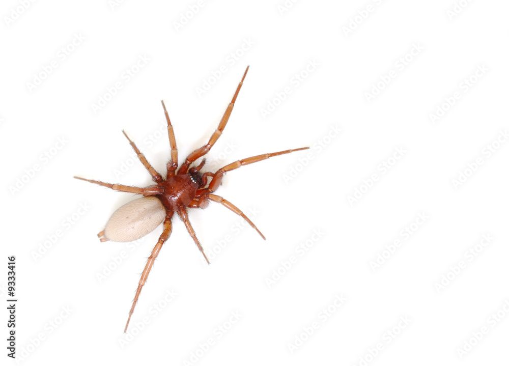 Spider isolated on white background Spider isolated on white background