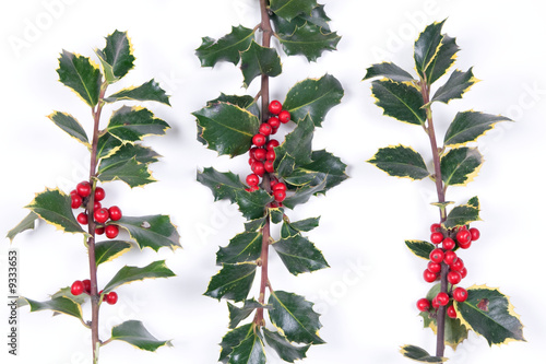 Three branches of real holly on the white background