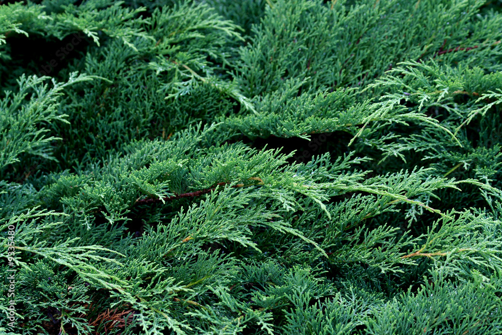 Microbiota decussata - Cypress Microbiota decussata - Cypress