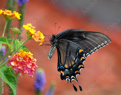 Black Swallowtail Butterfly In Motion #9336639