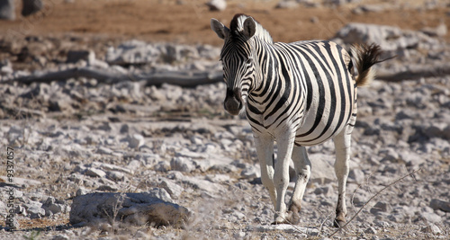 Zebra at the Etosha National Park