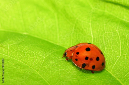 Ladybird bug on a leaf with green background.