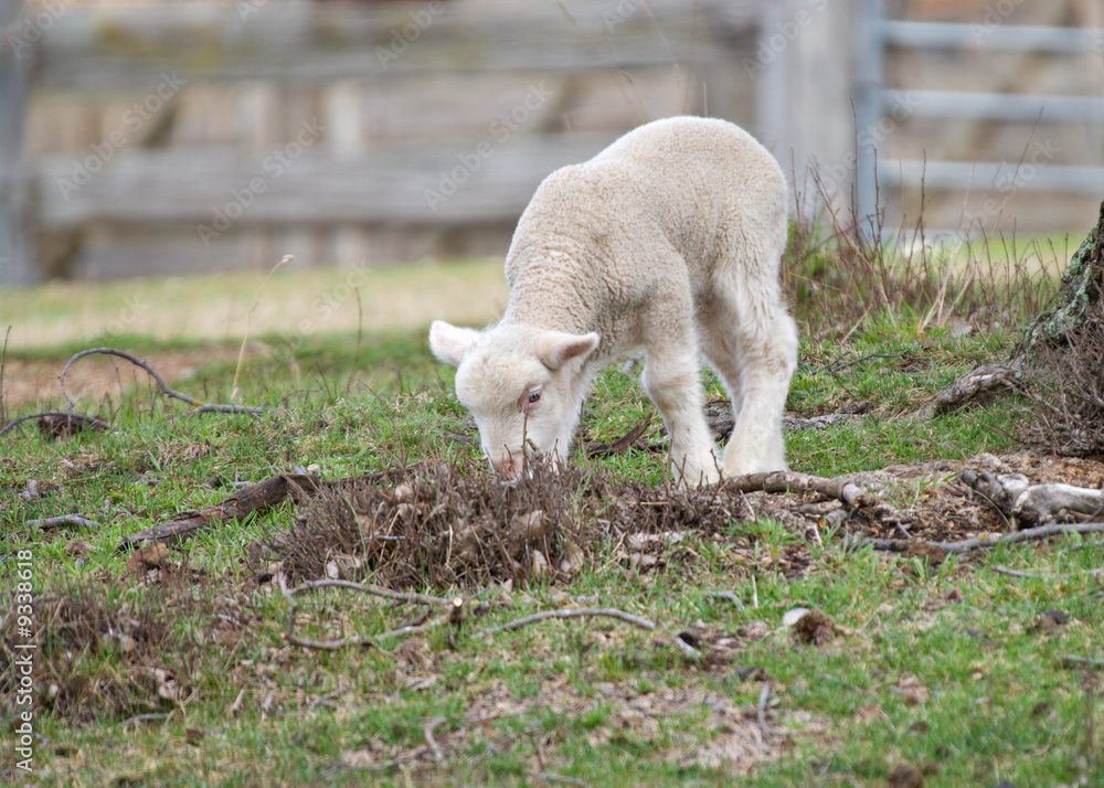 Fototapeta premium a very cute and adorable few day old lamb