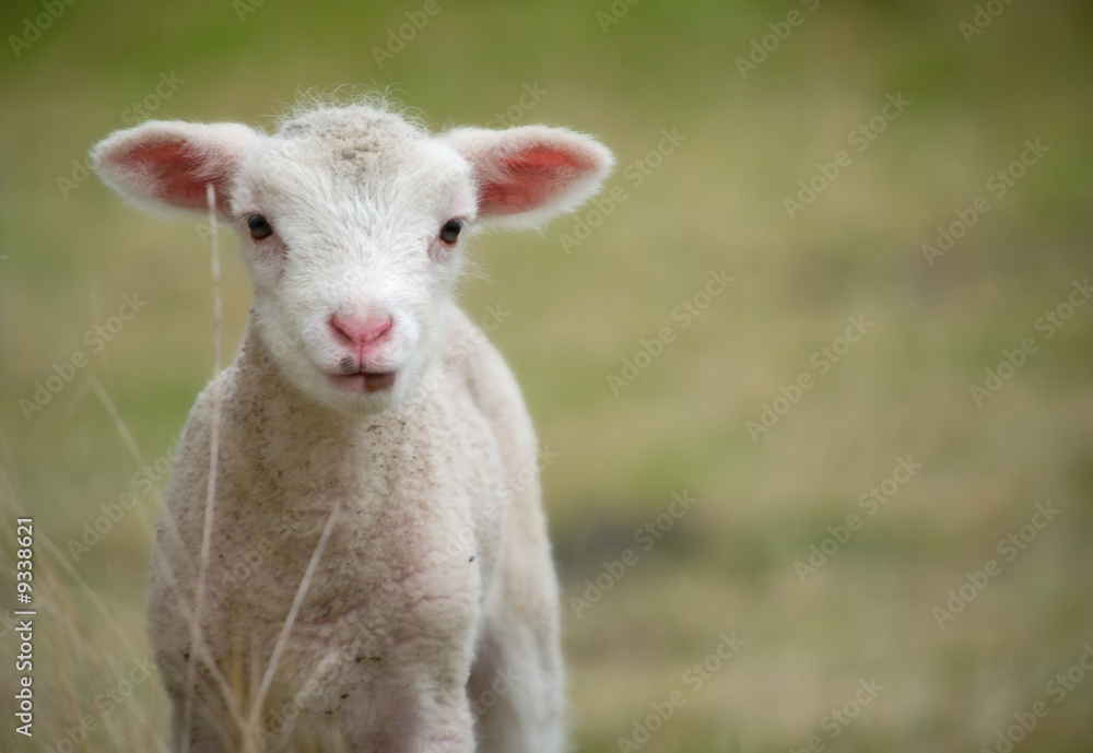 a very cute and adorable few day old lamb a very cute and adorable few day old lamb