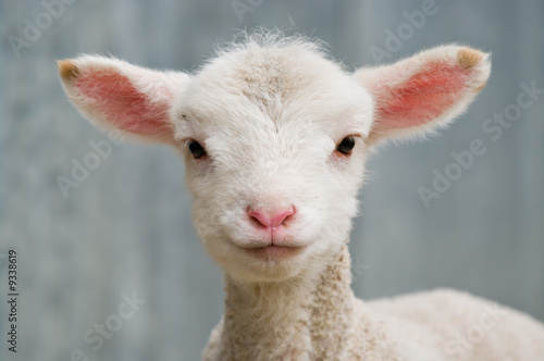 Canvas Print a very cute and adorable few day old lamb