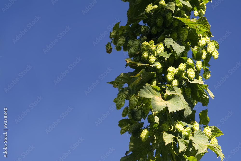 the fresh hop cone in Czech Republic the fresh hop cone in Czech Republic