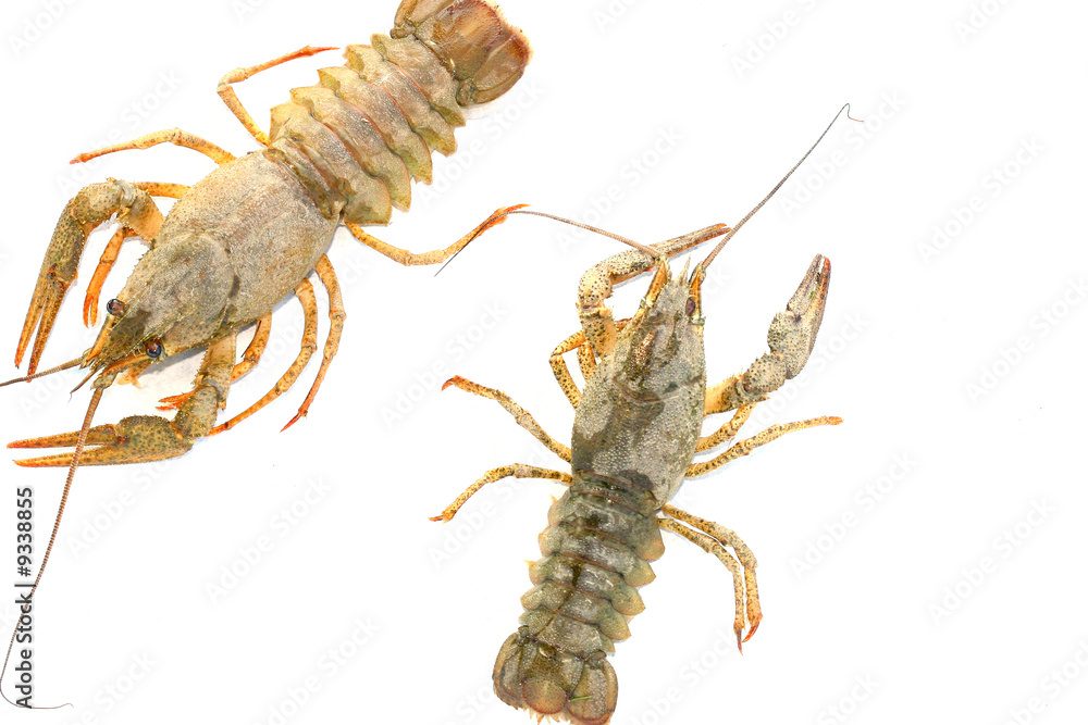 two lobsters isolated on a white background two lobsters isolated on a white background
