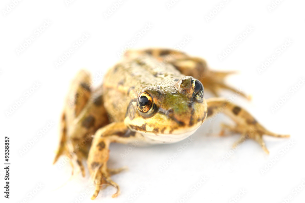 Obraz premium little frog close-up isolated on white background