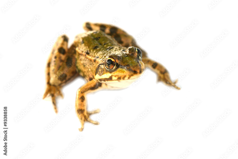 Fototapeta premium little frog close-up isolated on white background