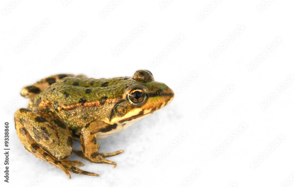 little frog close-up isolated on white background little frog close-up isolated on white background