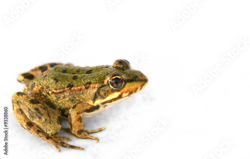little frog close-up isolated on white background