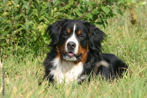 bouvier bernois couché dans l'herbe